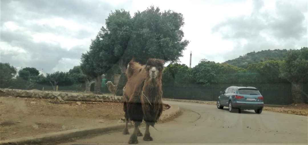 Camel on the road