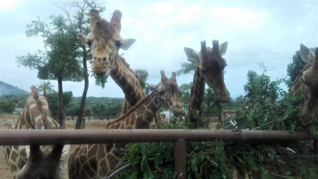 Giraffes eating
