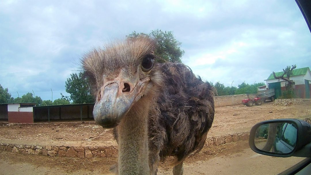 Ostrich looking through the car window