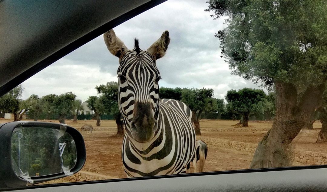 Zebra looking through the car window